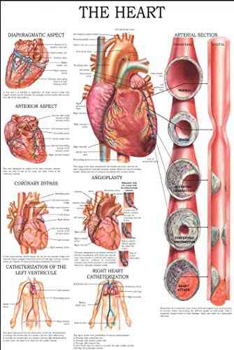 The Heart: E Chart Full Illustrated