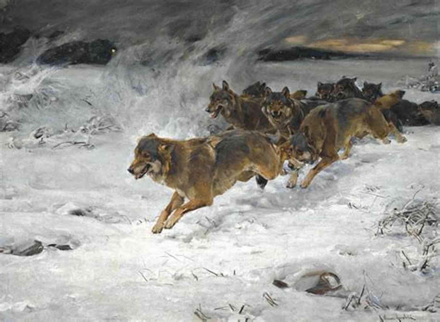 A Pack Of Majestic Wolves Running In The Wilderness Fate Of The Wolf (Pack Loyalty 1)
