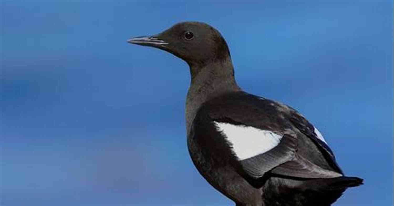 Black Guillemot Bird With Endearing Black And White Plumage Black And White Birds: English