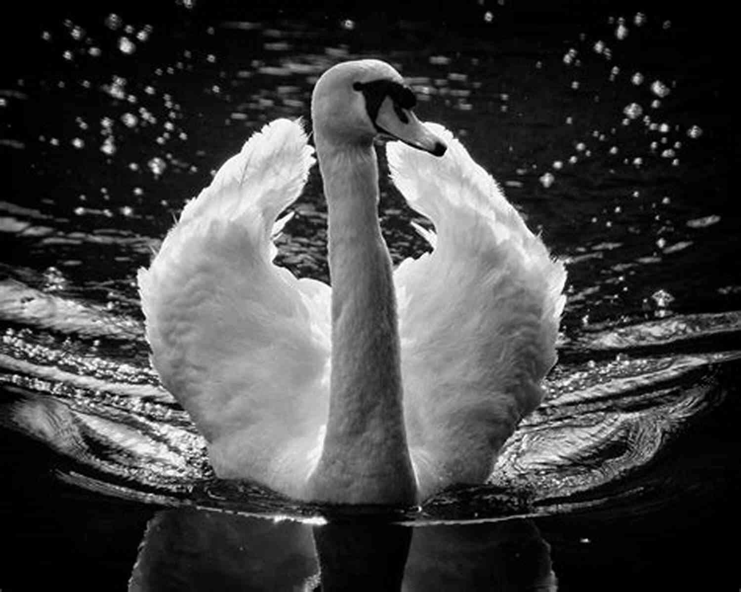 Black Swan With Elegant Black And White Feathers Swimming Gracefully Black And White Birds: English