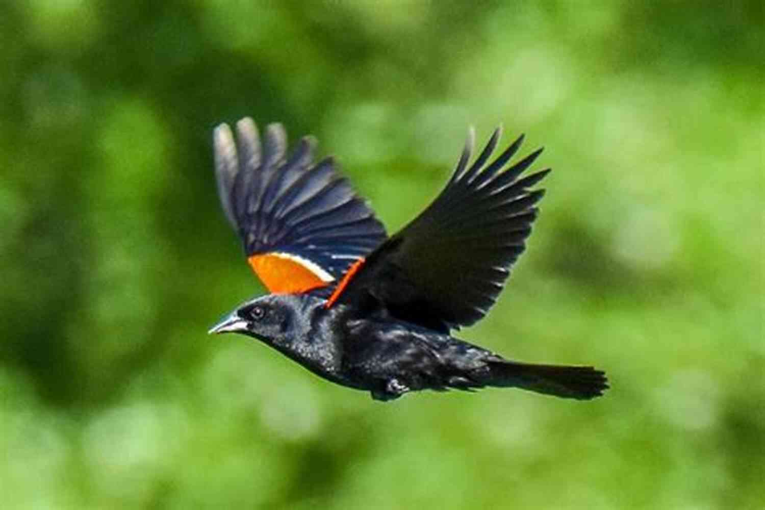 Blackbird In Flight Blackbird: Poems Laura Grace Weldon