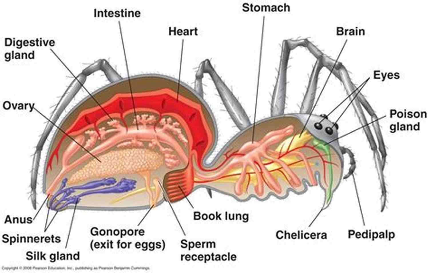 Detailed Diagram Of So Spider So What 53's Anatomy So I M A Spider So What? #53 2