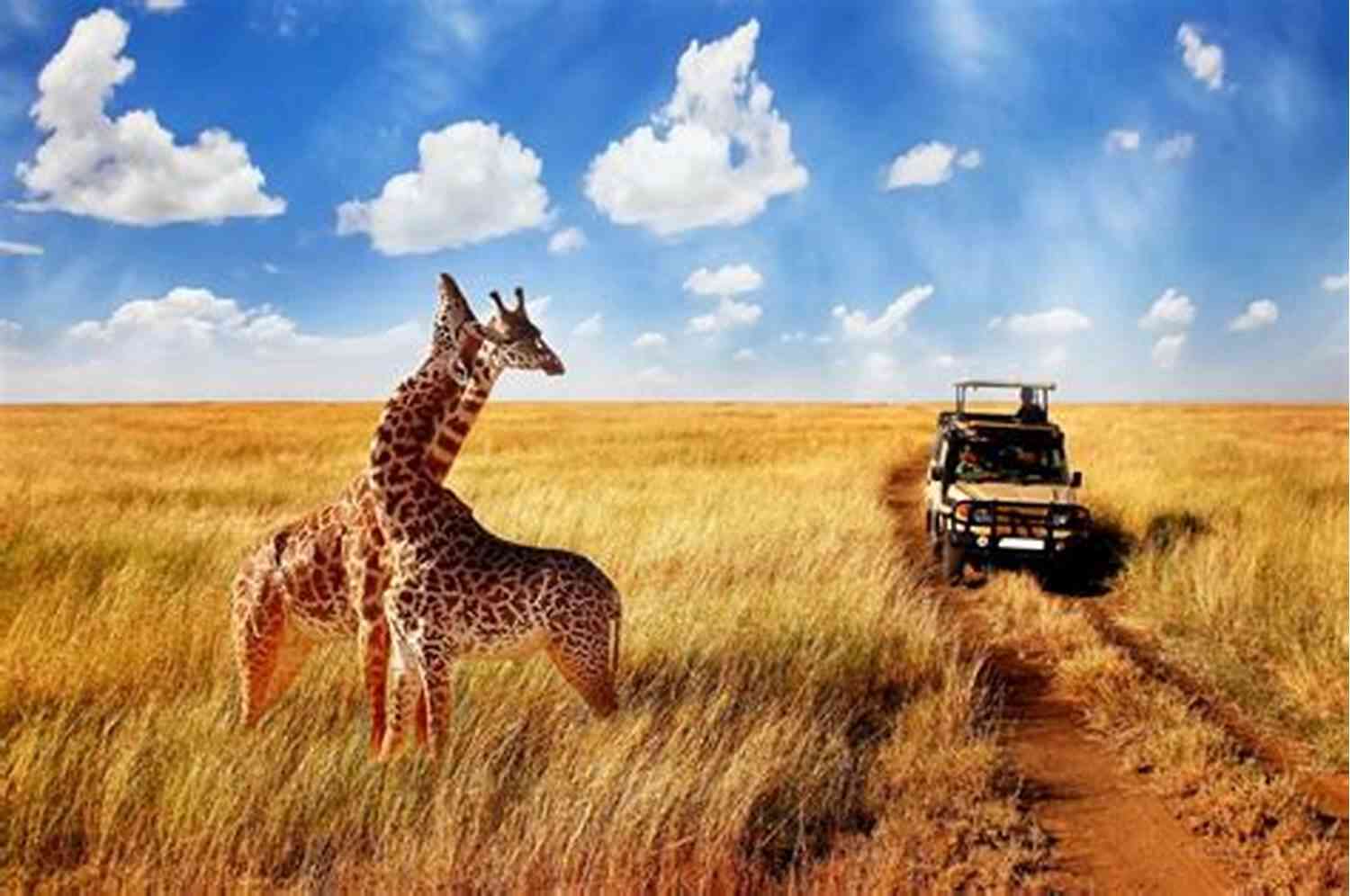 Embark On A Thrilling Safari Adventure In Uganda Uganda The Place To Be