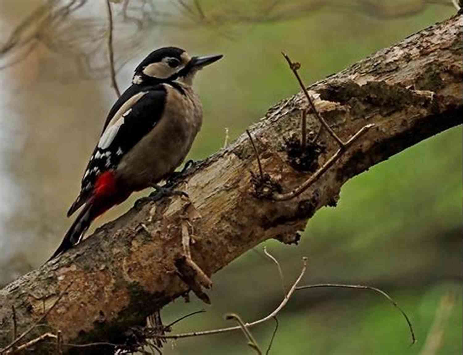 Great Spotted Woodpecker With Striking Black And White Feathers Black And White Birds: English