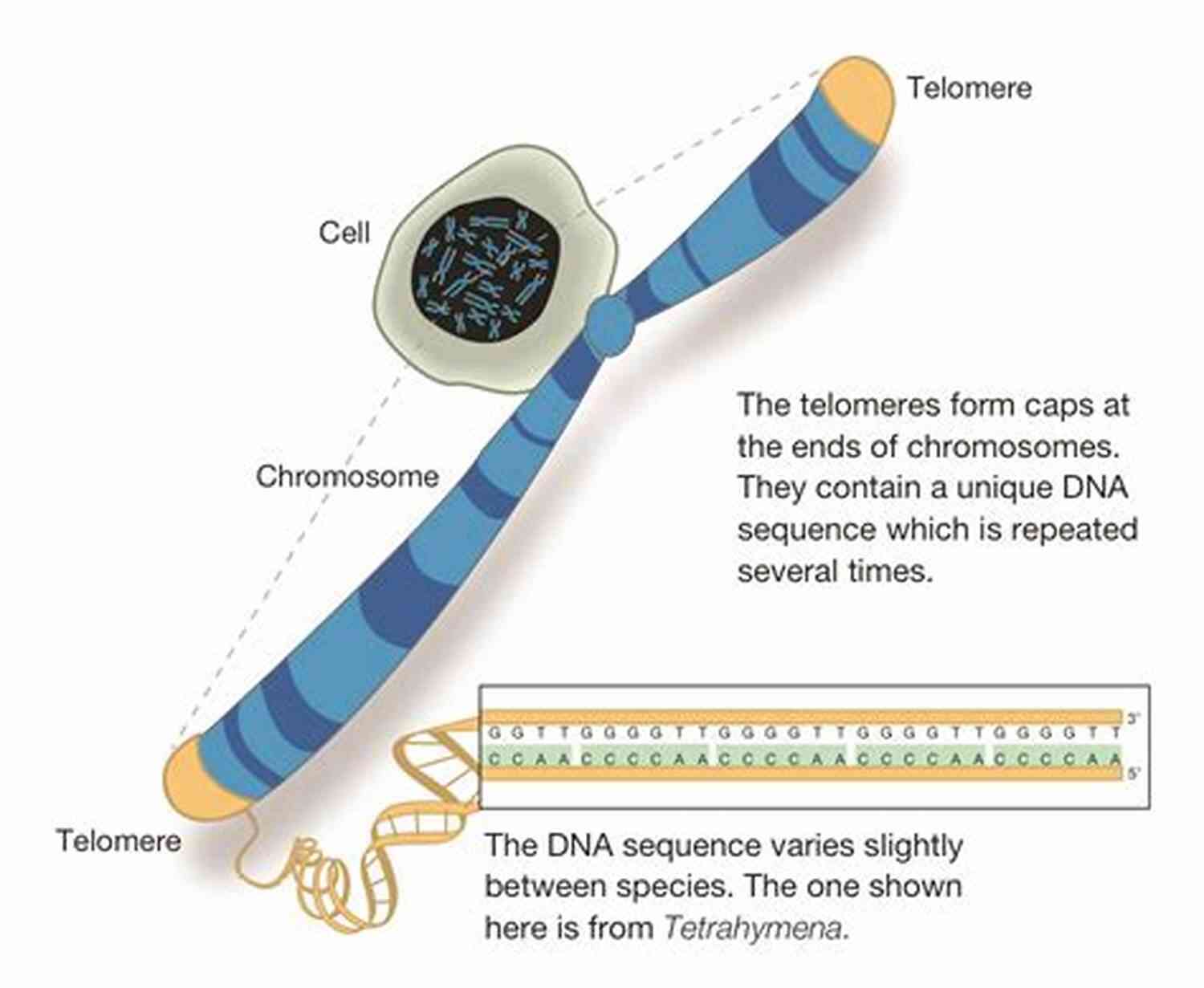 Illustration Of Telomeres Protecting Chromosomes Lifespan: Why We Age And Why We Don T Have To