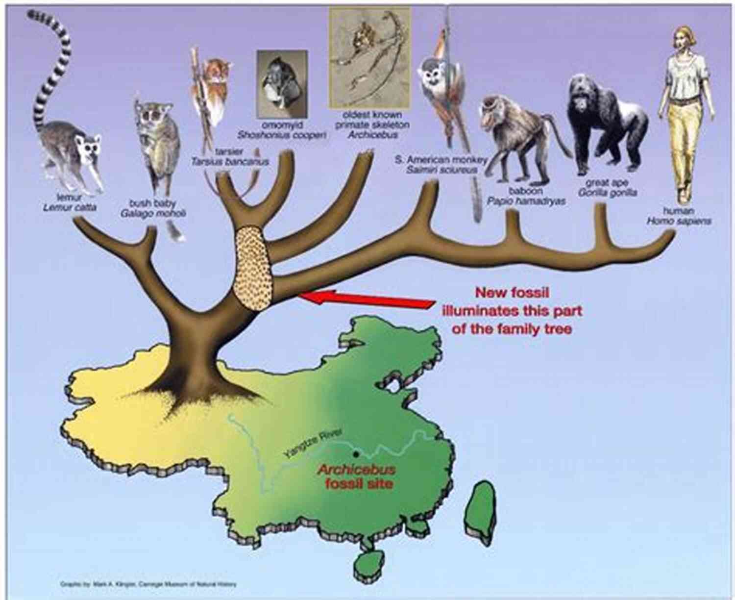 Lakota Grace A Tale Of Primate Evolution Primate Evolution Lakota Grace