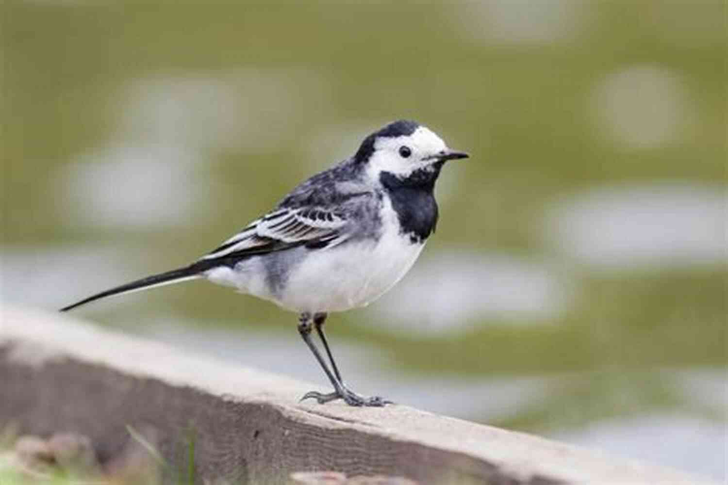Pied Wagtail Bird With Distinctive Black And White Plumage Black And White Birds: English