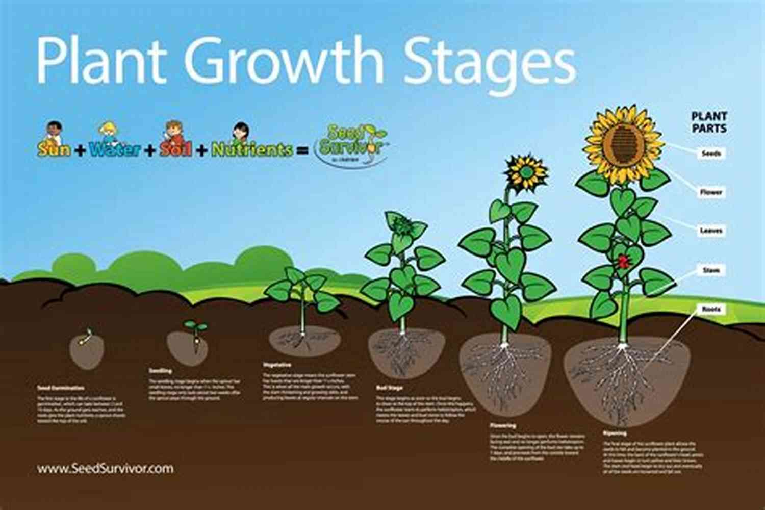 The Baby And The Seed A Journey Of Growth And Transformation The Baby And The Seed: A Primer On Good Parenting A For The Entire Family