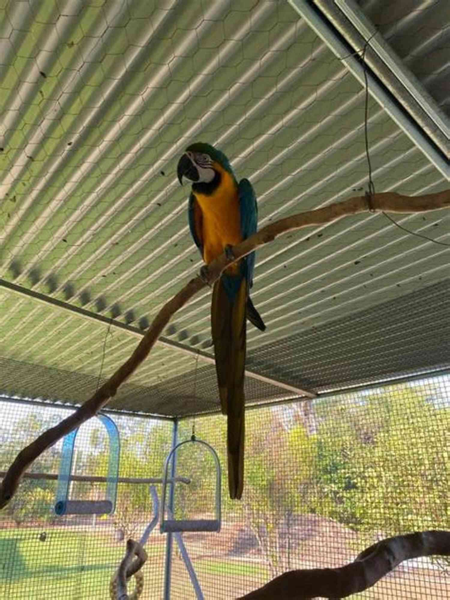 Breeding Caring Raising Blue And Gold Macaws The Ultimate Guide To Training Blue And Gold Macaws: The Step By Step Guide To Breeding Caring And Raising Blue And Gold Macaws Plus Blue And Gold Macaw Food Care And Health Instructions