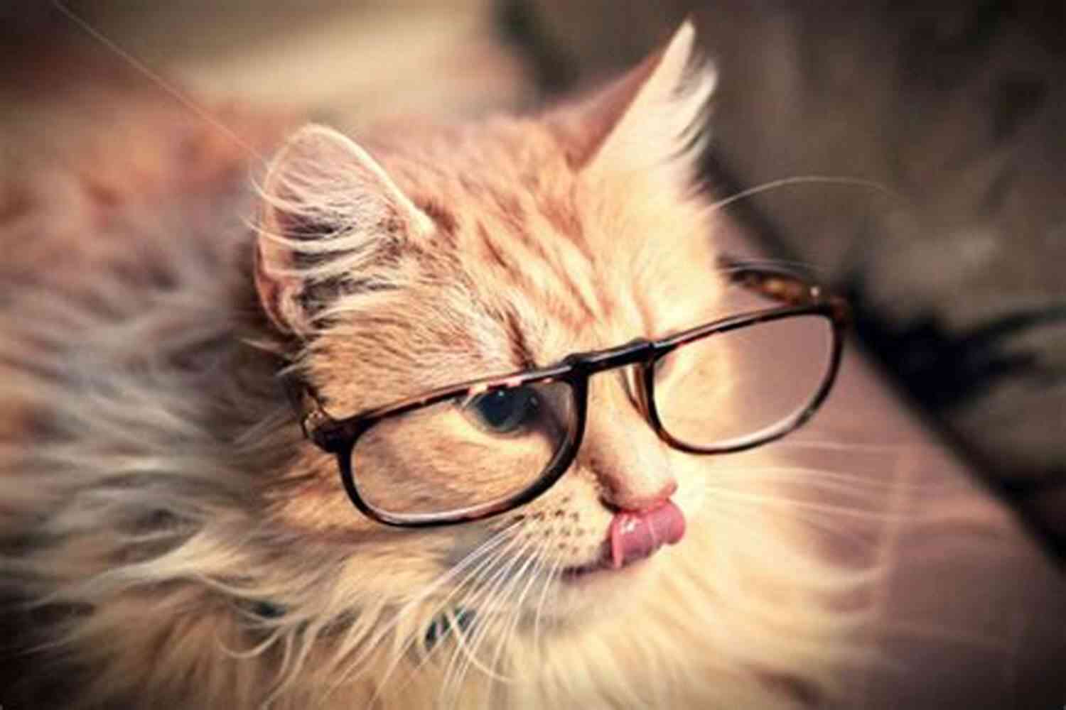 Cat Wearing Glasses, Appearing Intellectual Who Me? Meet The Crew: Super Short Stories Of My Life With 3 Cats And 2 Dogs