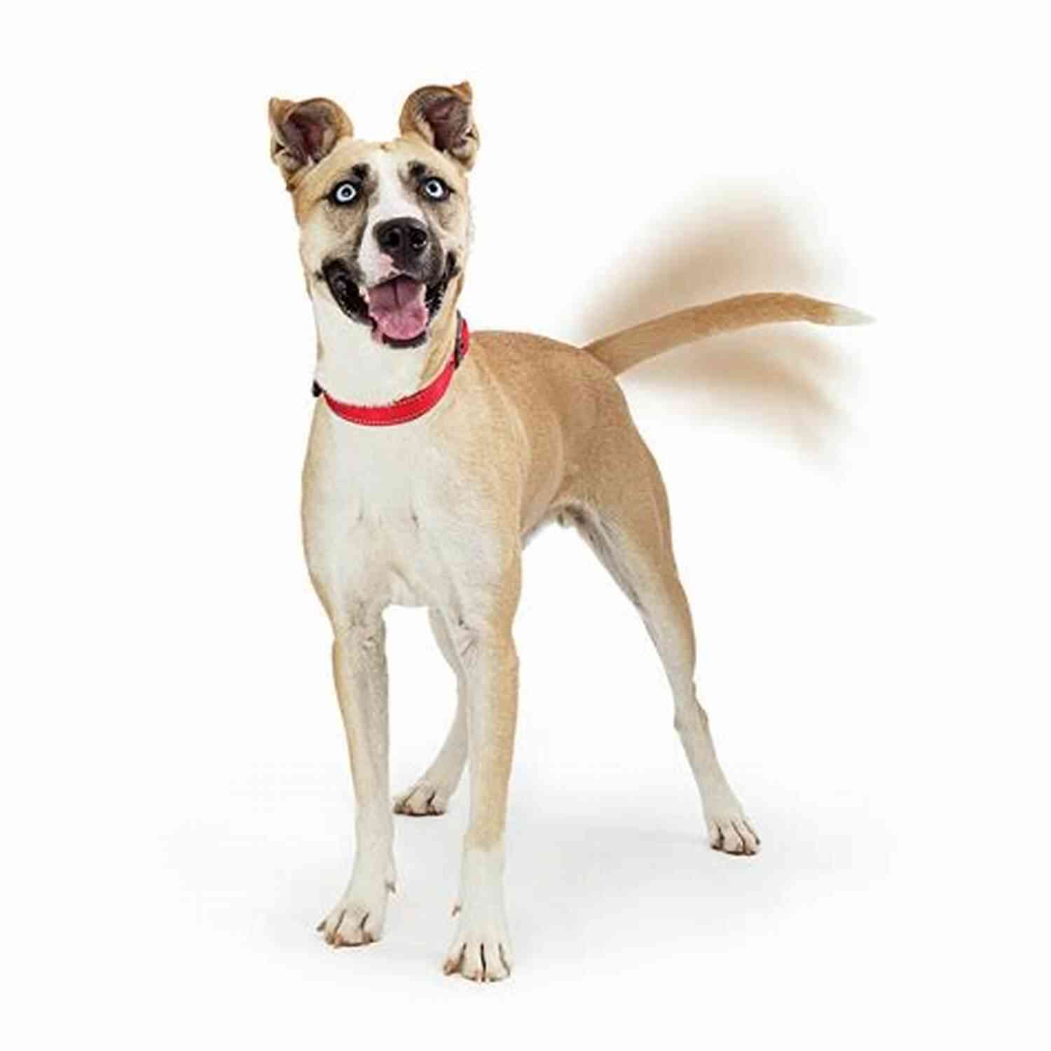 Dog Wagging Its Tail Who Me? Meet The Crew: Super Short Stories Of My Life With 3 Cats And 2 Dogs