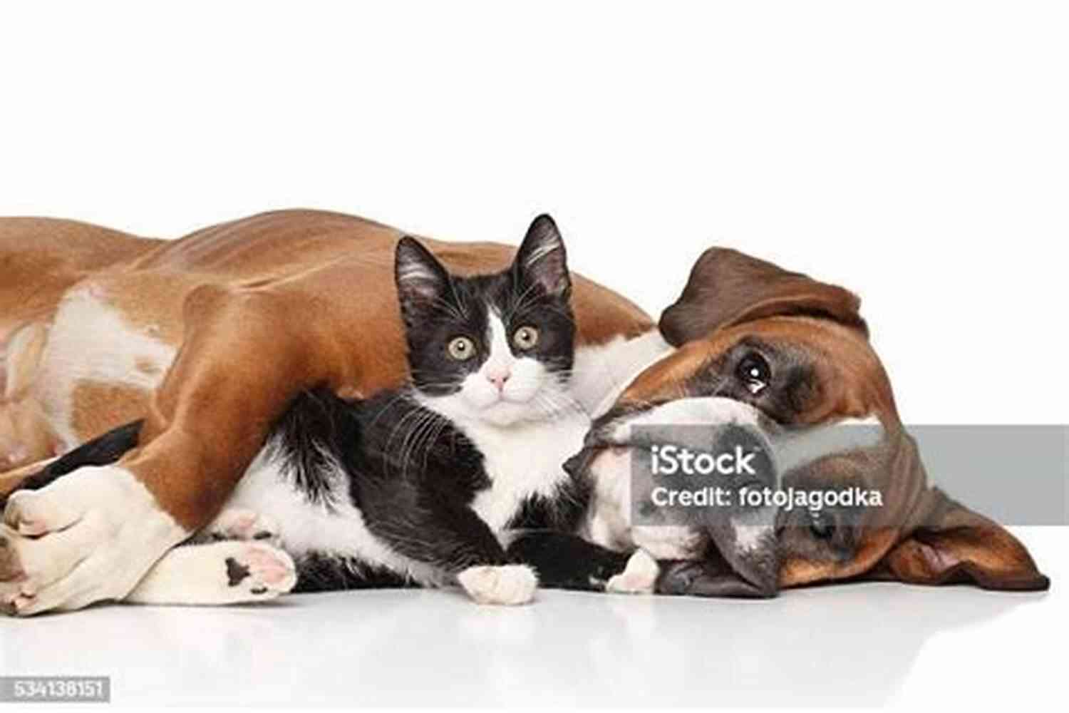 Person Hugging Their Cat And Dog Together Who Me? Meet The Crew: Super Short Stories Of My Life With 3 Cats And 2 Dogs