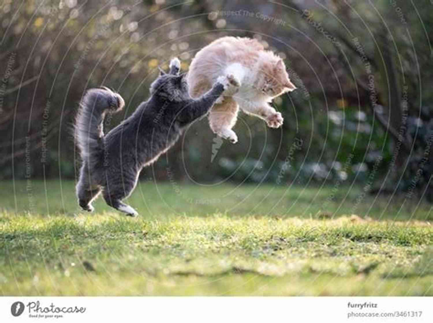 Playful Cat Jumping In The Garden Who Me? Meet The Crew: Super Short Stories Of My Life With 3 Cats And 2 Dogs